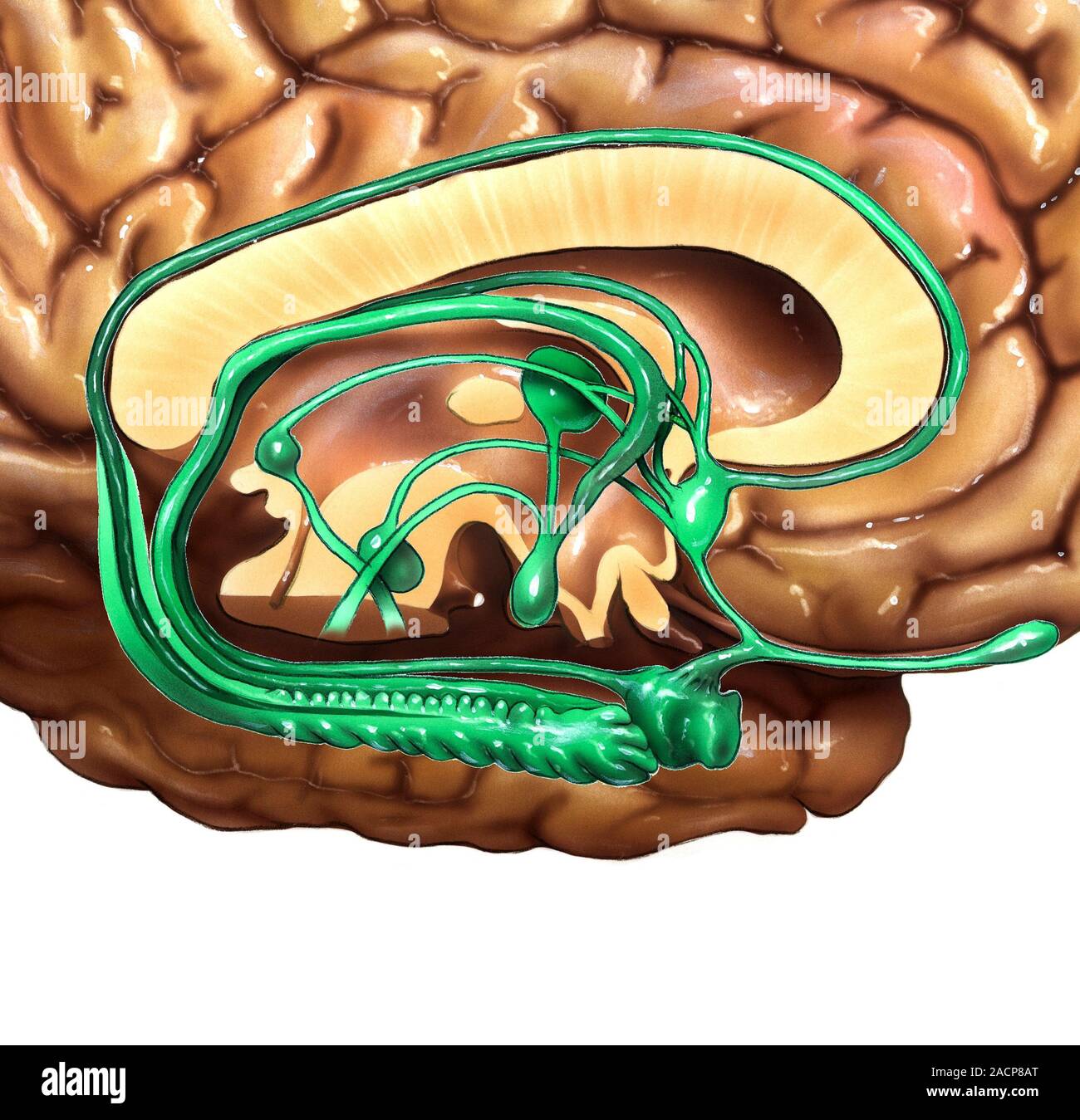 Повреждение гиппокампа. Hippocampus анатомия. Аммонов Рог. Гиппокампальные структуры мозга. Анатомия гиппокампа человека.