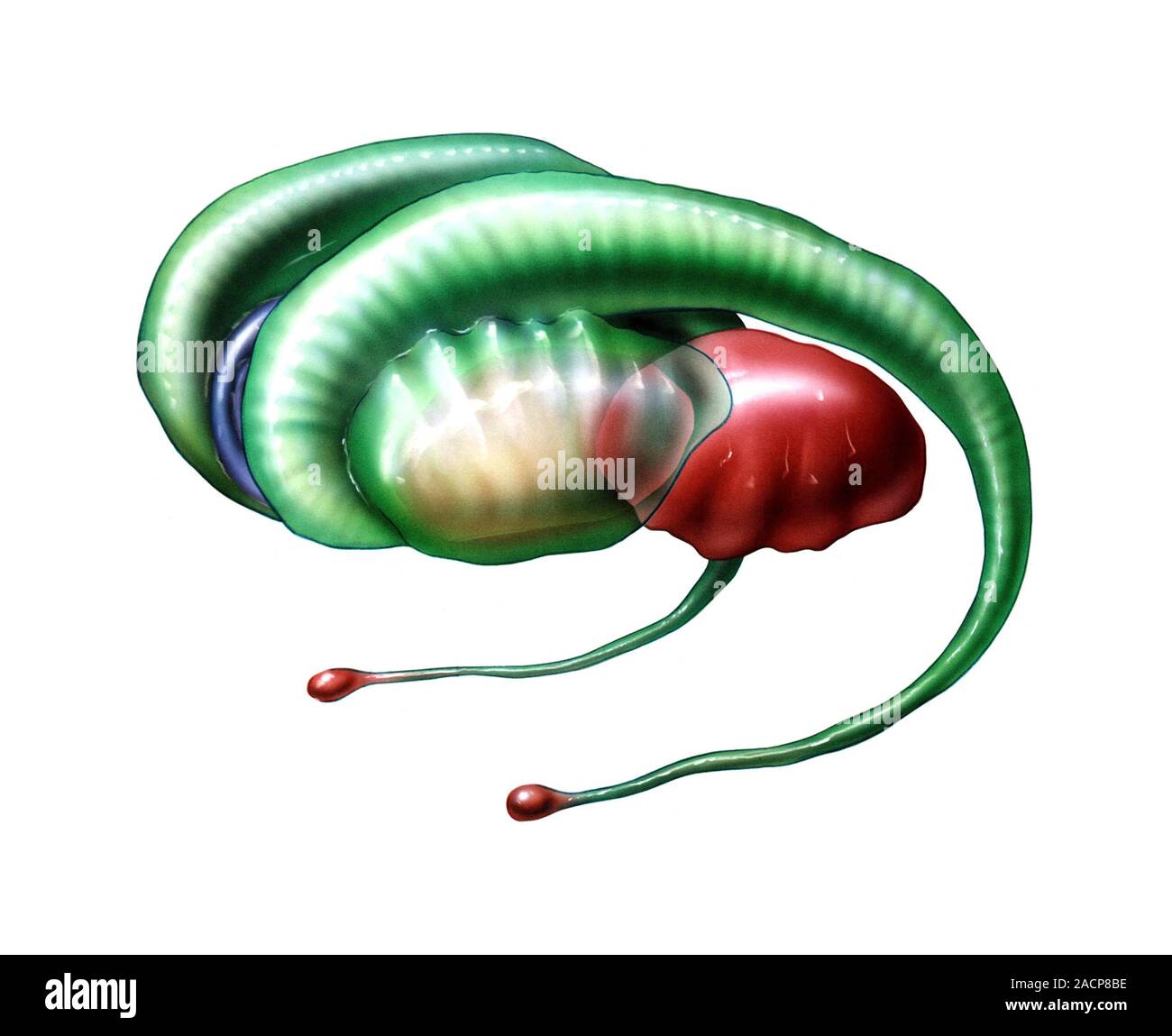 Limbic system of the brain. Computer artwork showing the main parts of the limbic system from