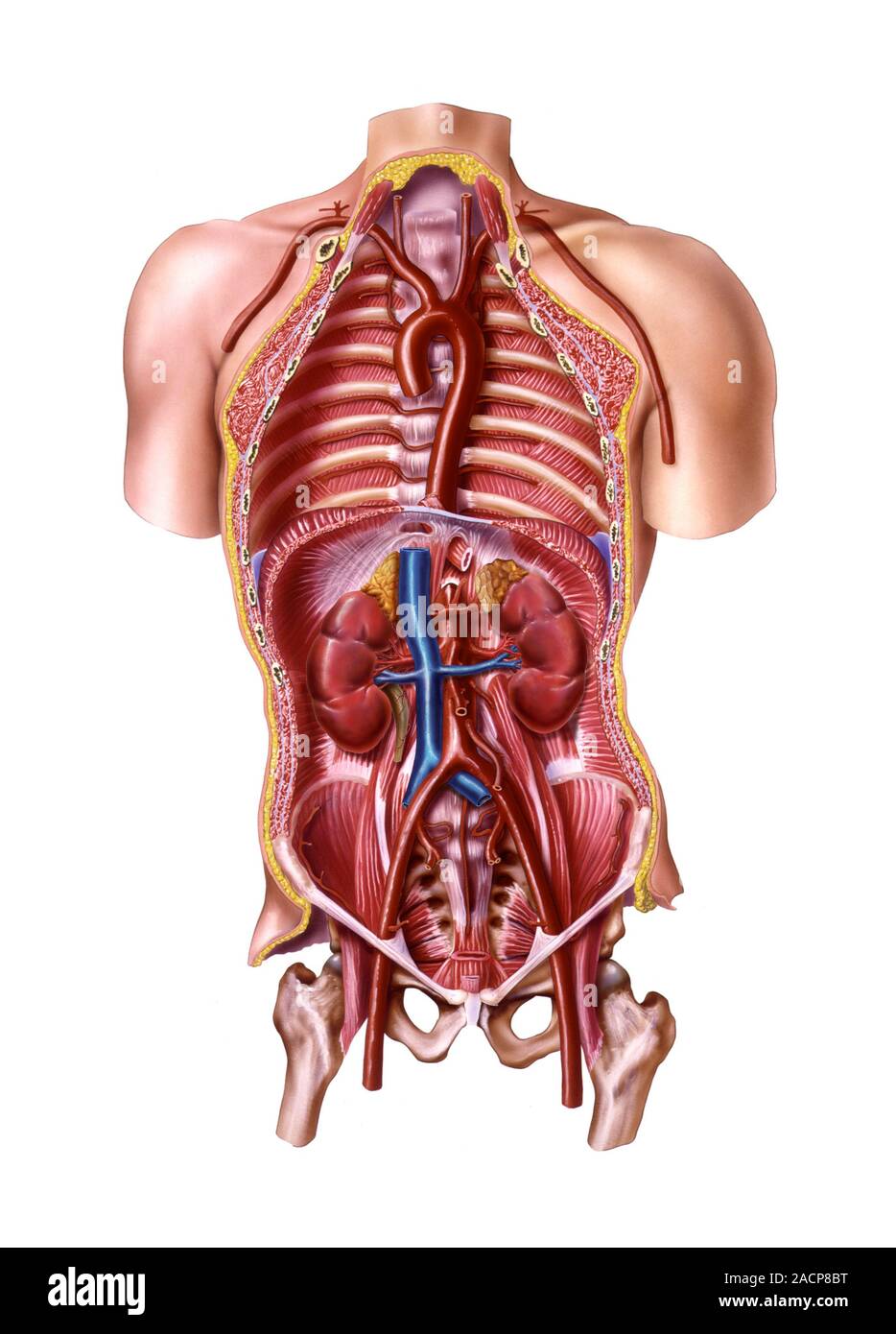 Human Anatomy Trunk