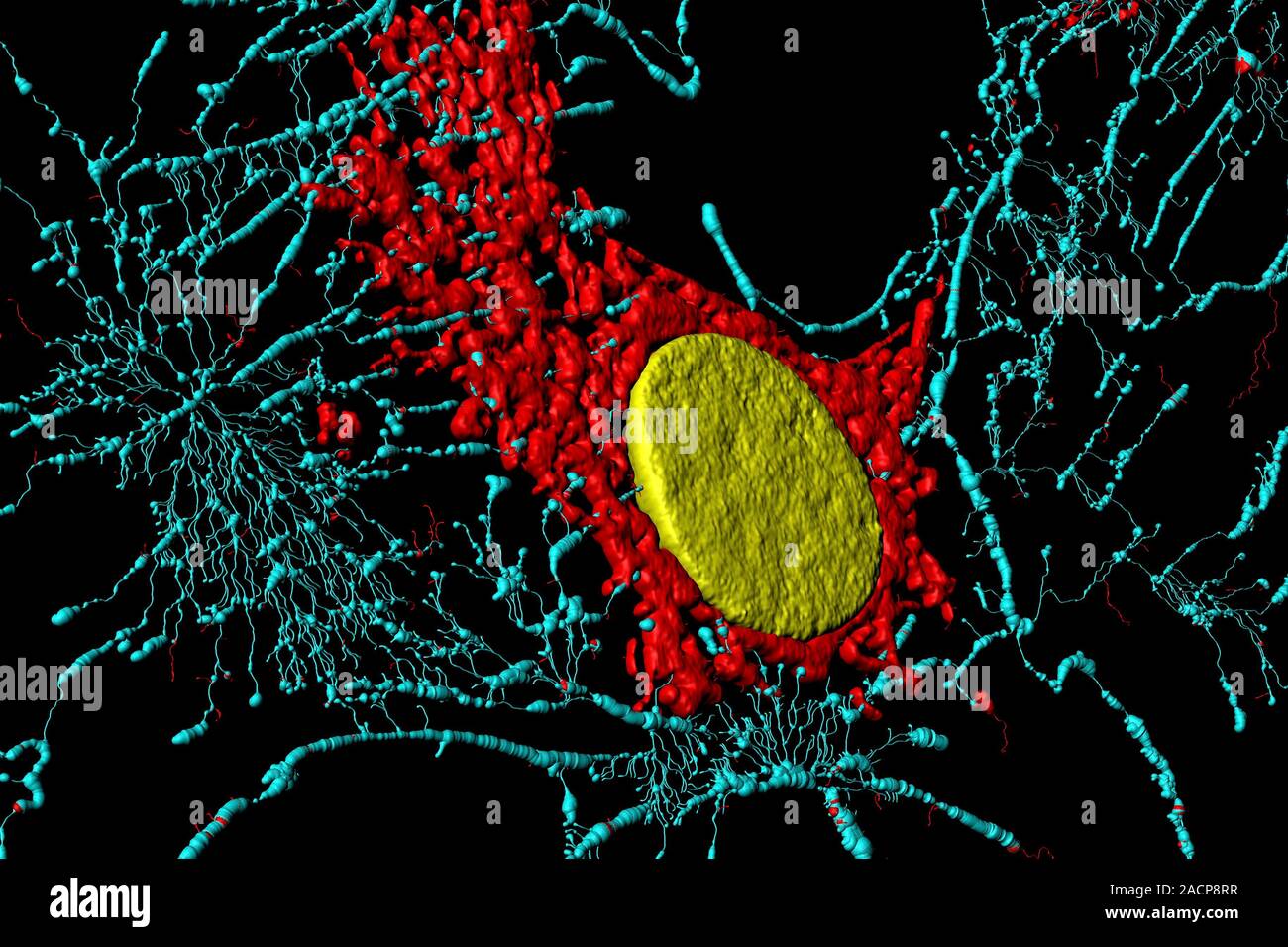 Fibroblast cell. Confocal laser scanning micrograph of a fibroblast ...