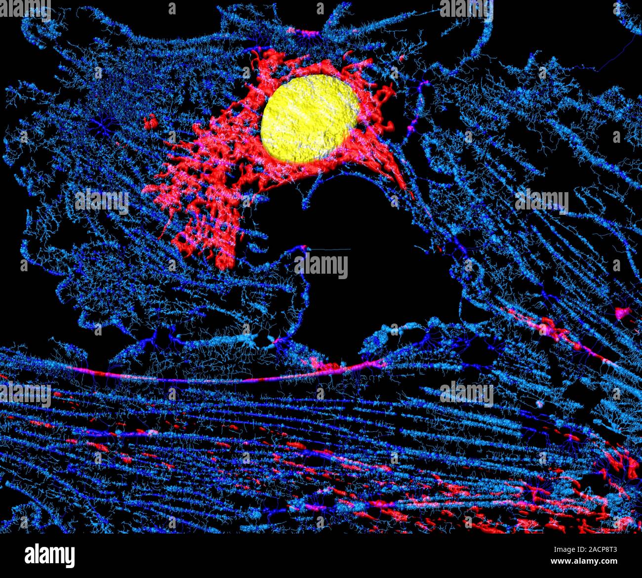Fibroblast cell. Confocal laser scanning micrograph of a fibroblast ...