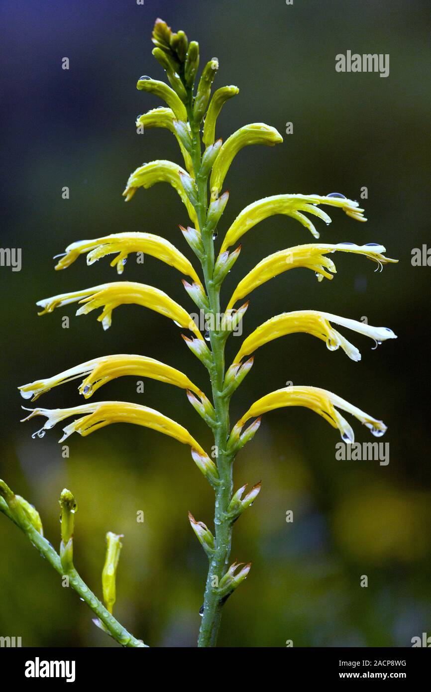 Cobra Lily (Chasmanthe floribunda) in flower. Photographed in western