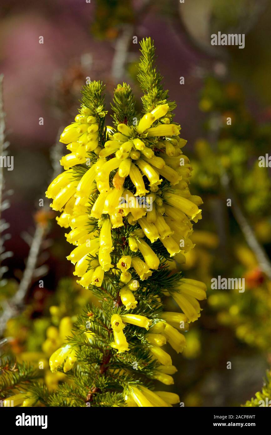 Cultivated heather (Erica nana x patersonia 'Gengold') flowers. Photographed in South Africa. Stock Photo