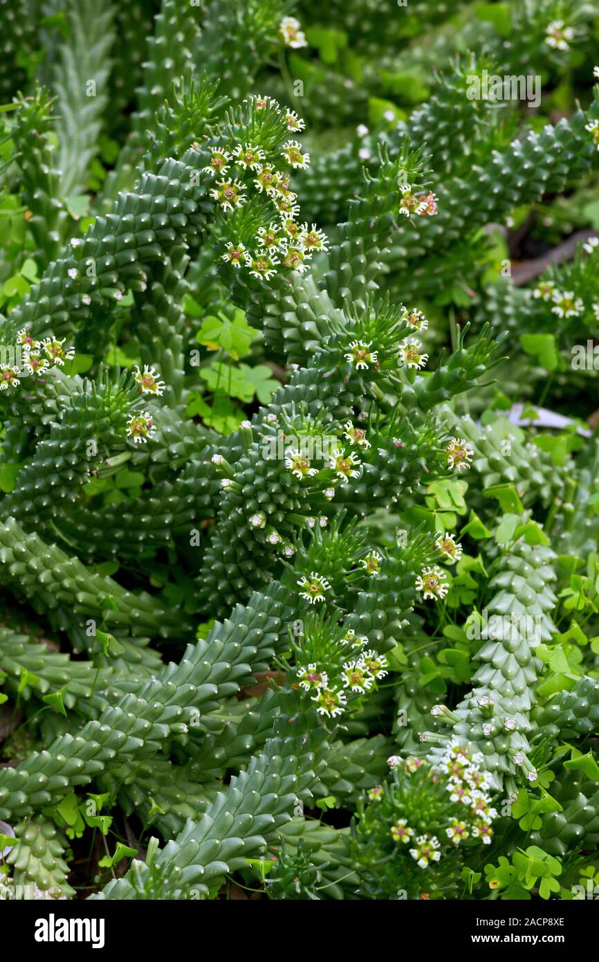 Medusa's Head Spurge (Euphorbia caput-medusae) flower. Photographed ...