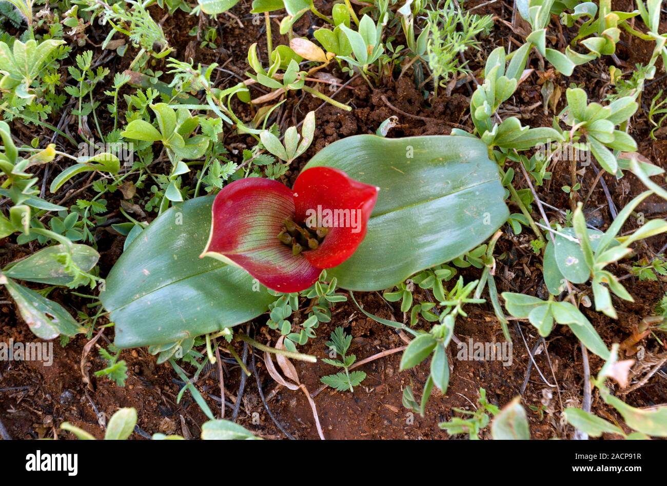 Man in a Canoe Plant (Androcymbium pulchrum) in flower. Photographed at