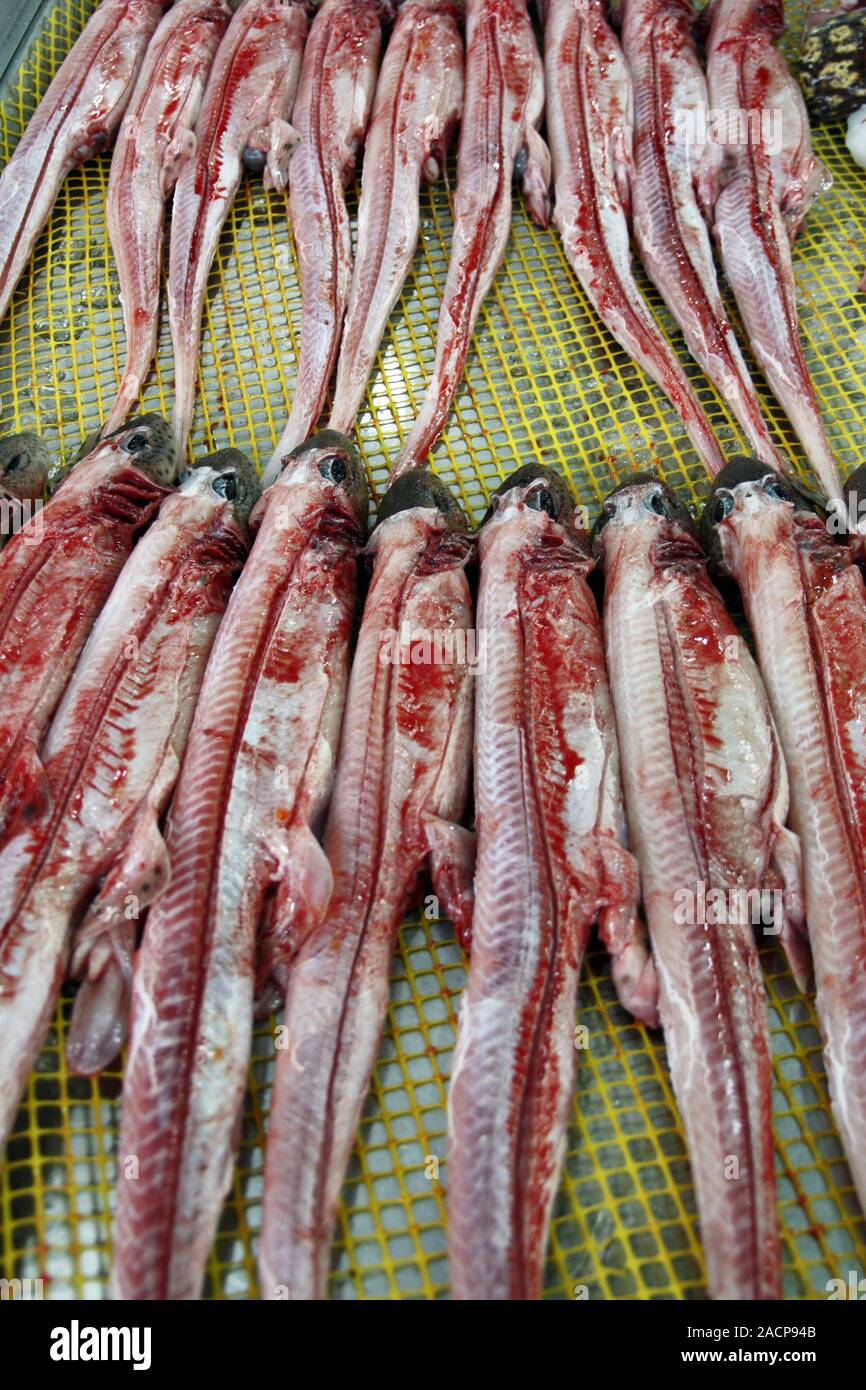 Cat shark flesh stripped Stock Photo