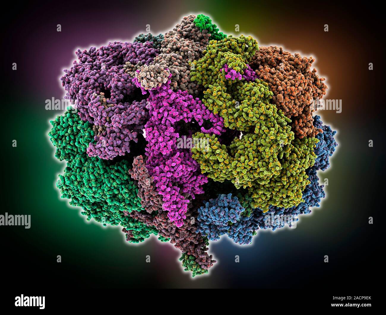 Fatty acid synthase in complex with NADP+. Molecular model of fatty