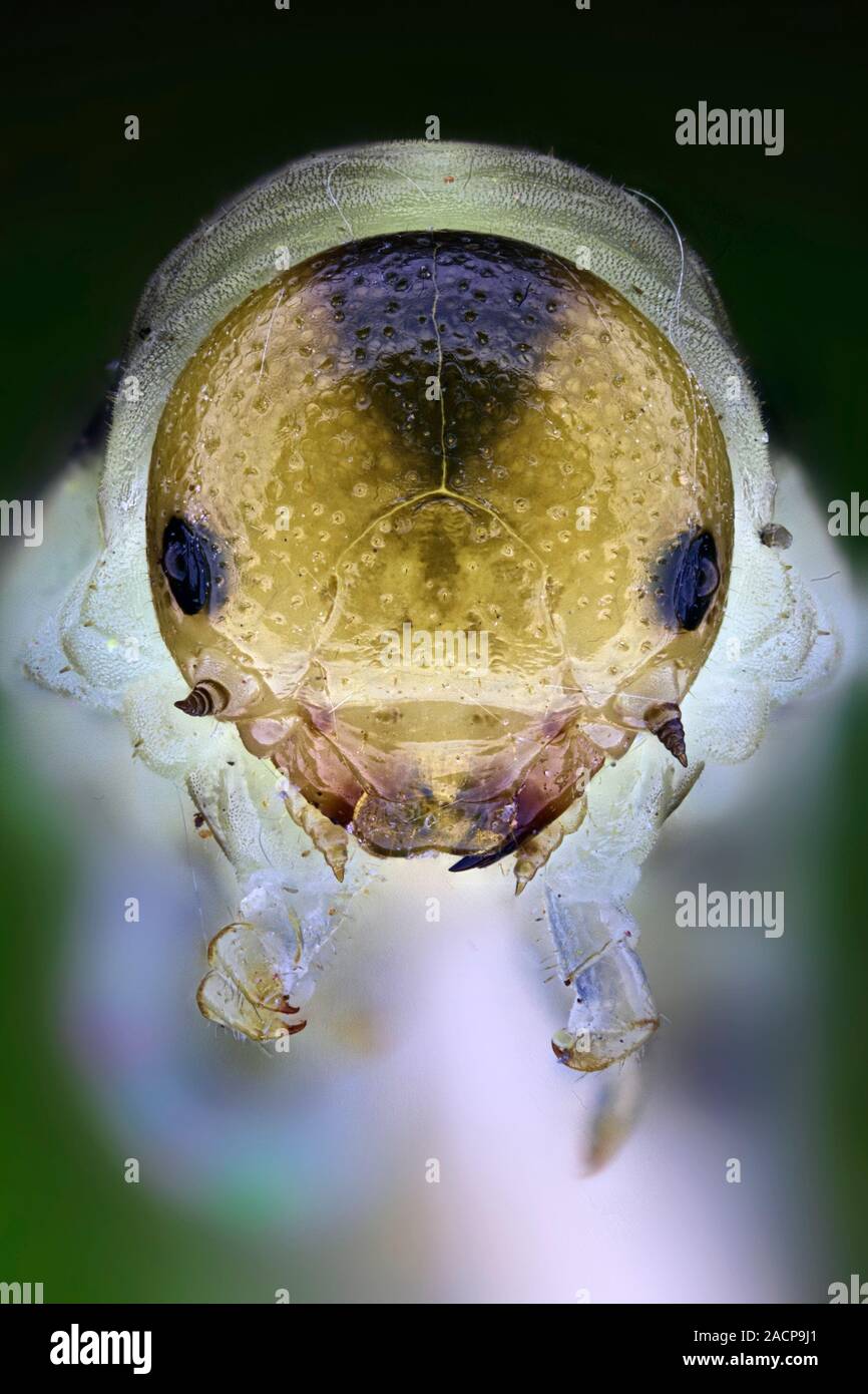 Caterpillar Head Close up Of The Head Of A Small White Caterpillar caterpillar-head-close-up-of-the-head-of-a-small-white-caterpillar