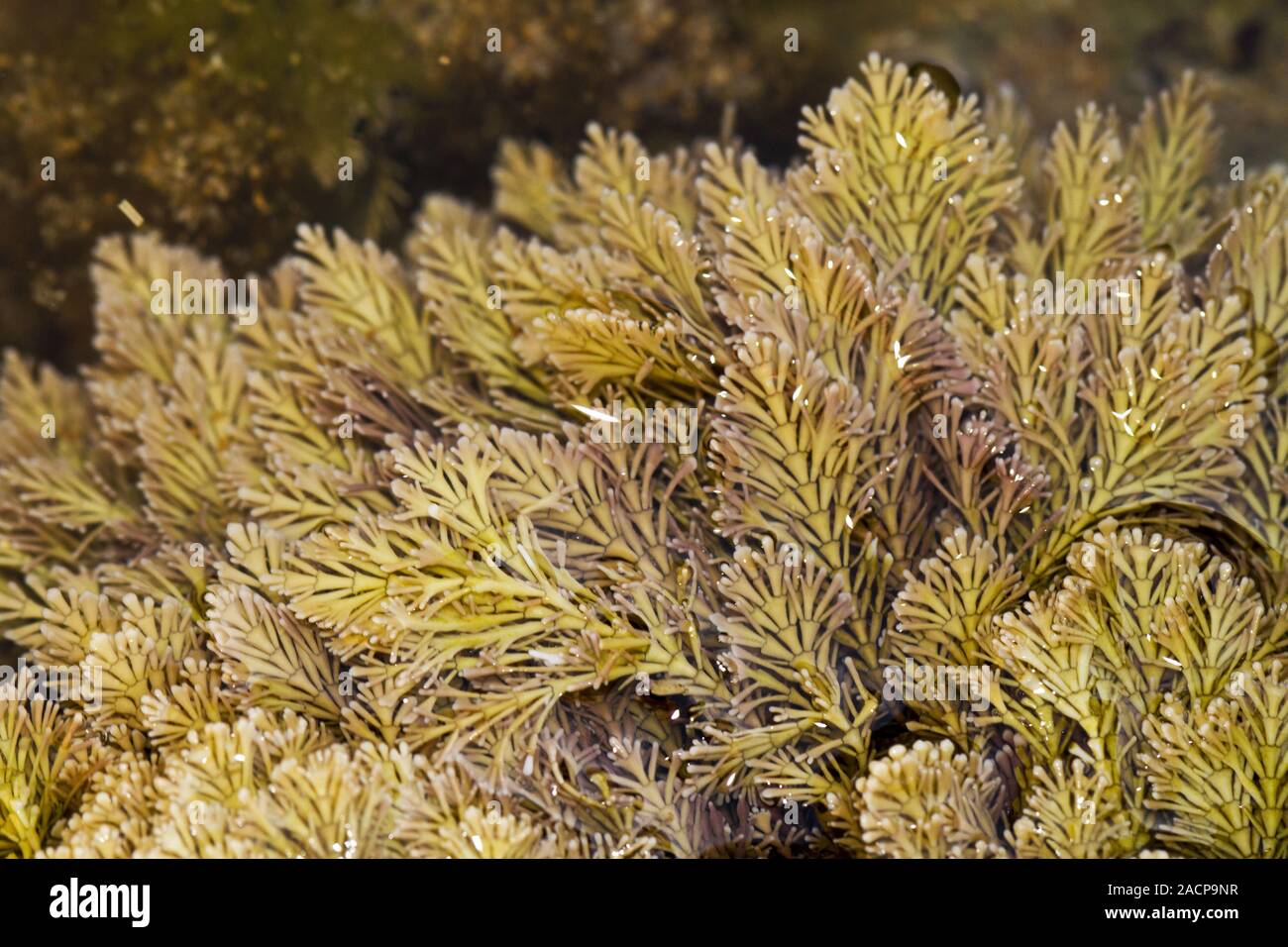 underwater marine plants Stock Photo - Alamy