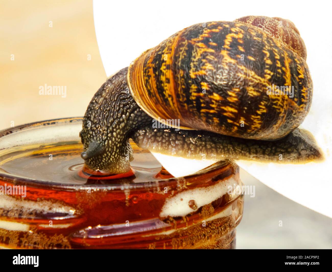 Garden snail (Helix aspersa) drinking from a beer trap. Snails and