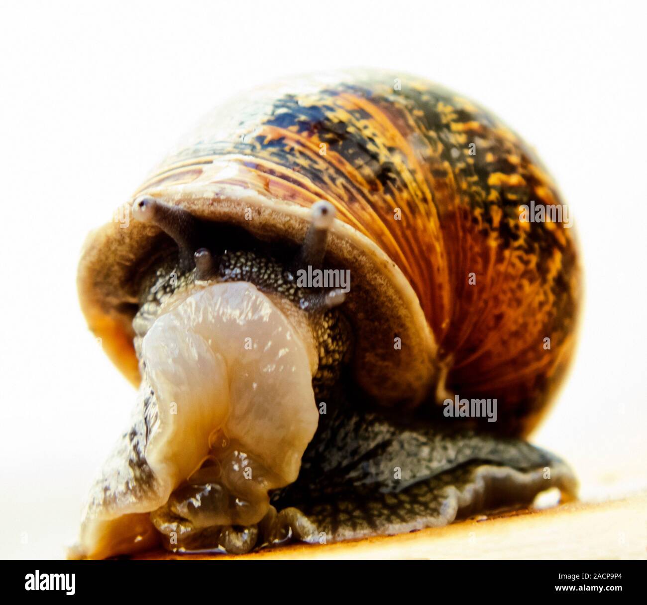 Garden snail (Helix aspersa) after drinking beer from a beer trap