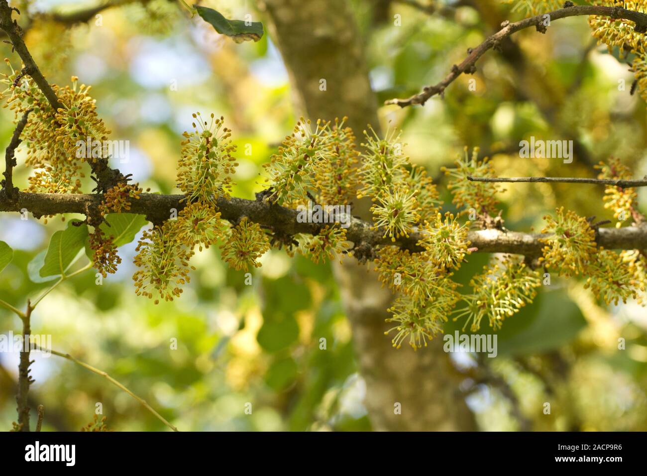 blossom flowers of the carob tree Stock Photo Alamy