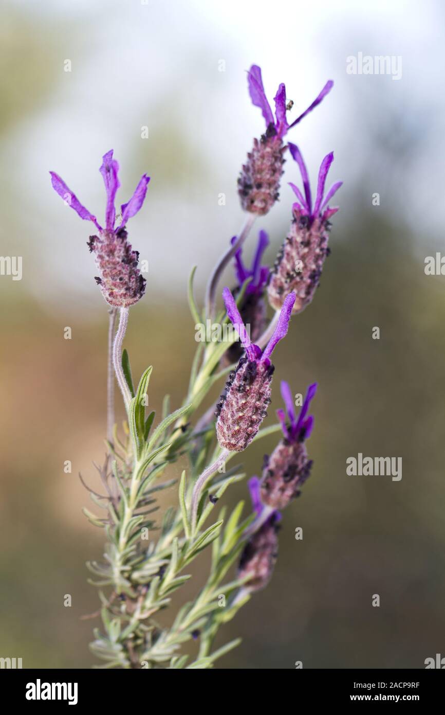 purple lavender flower Stock Photo