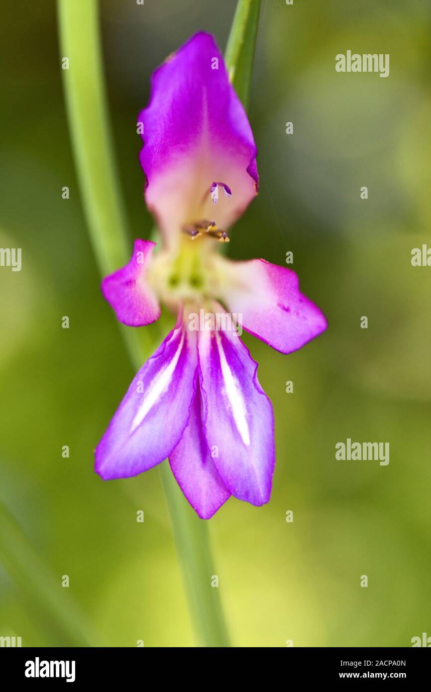 Wild Gladiolus (Gladiolus illyricus Stock Photo Alamy