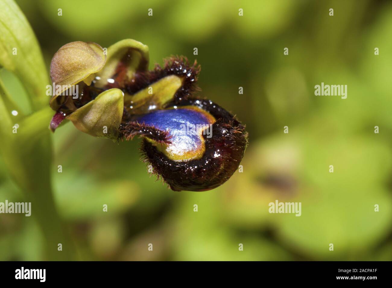 Mirror Bee Orchid (Ophrys speculum) Stock Photo