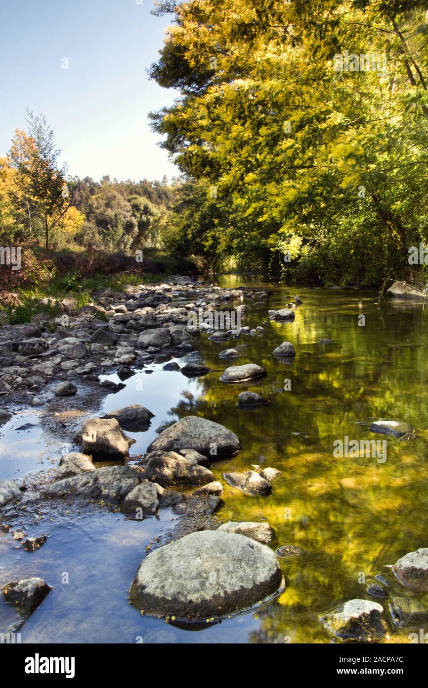 acacia trees and river stream Stock Photo