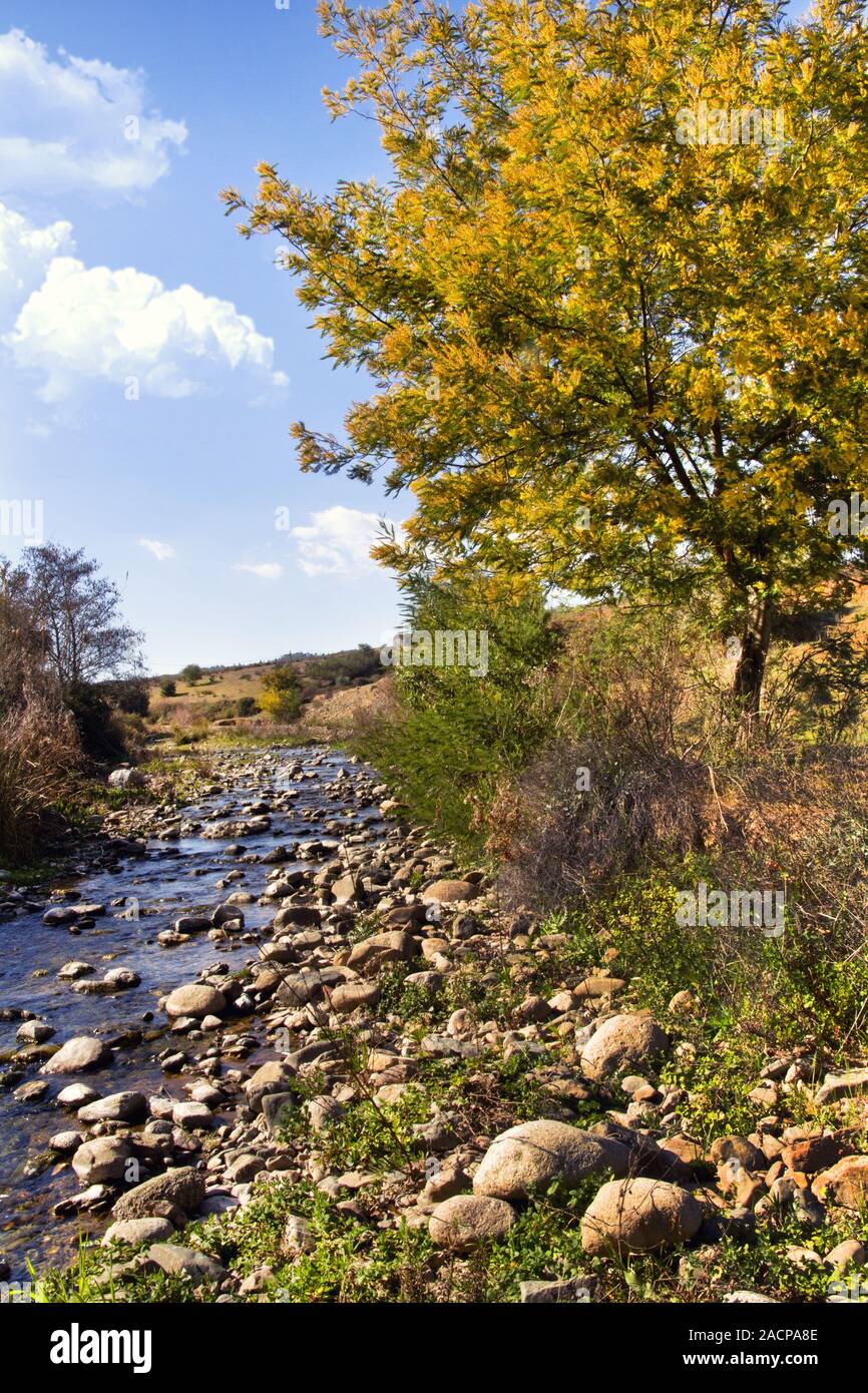 acacia trees and river stream Stock Photo