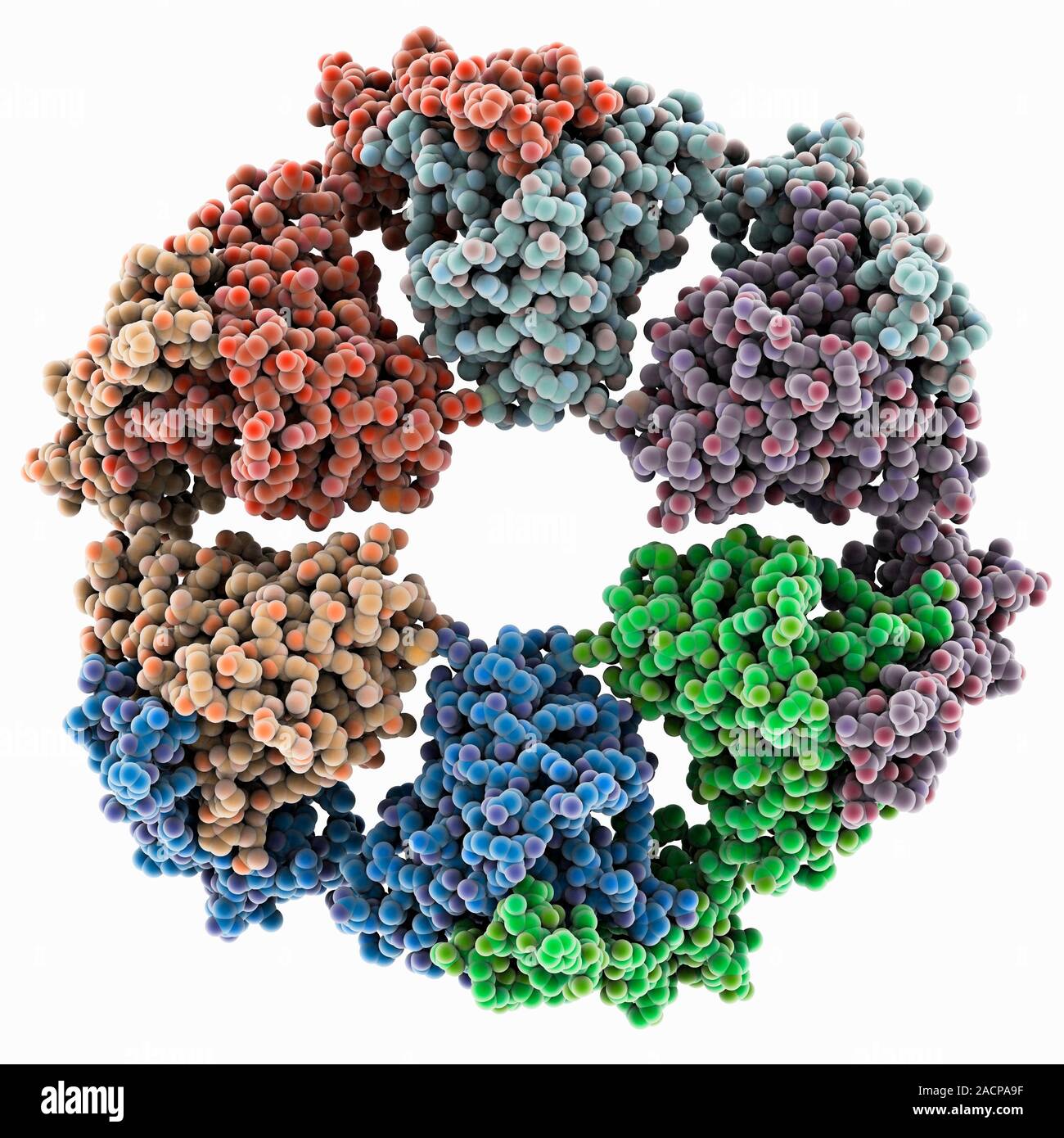 RuBisCO activase enzyme, molecular model. This is RuBisCO activase (Rca ...