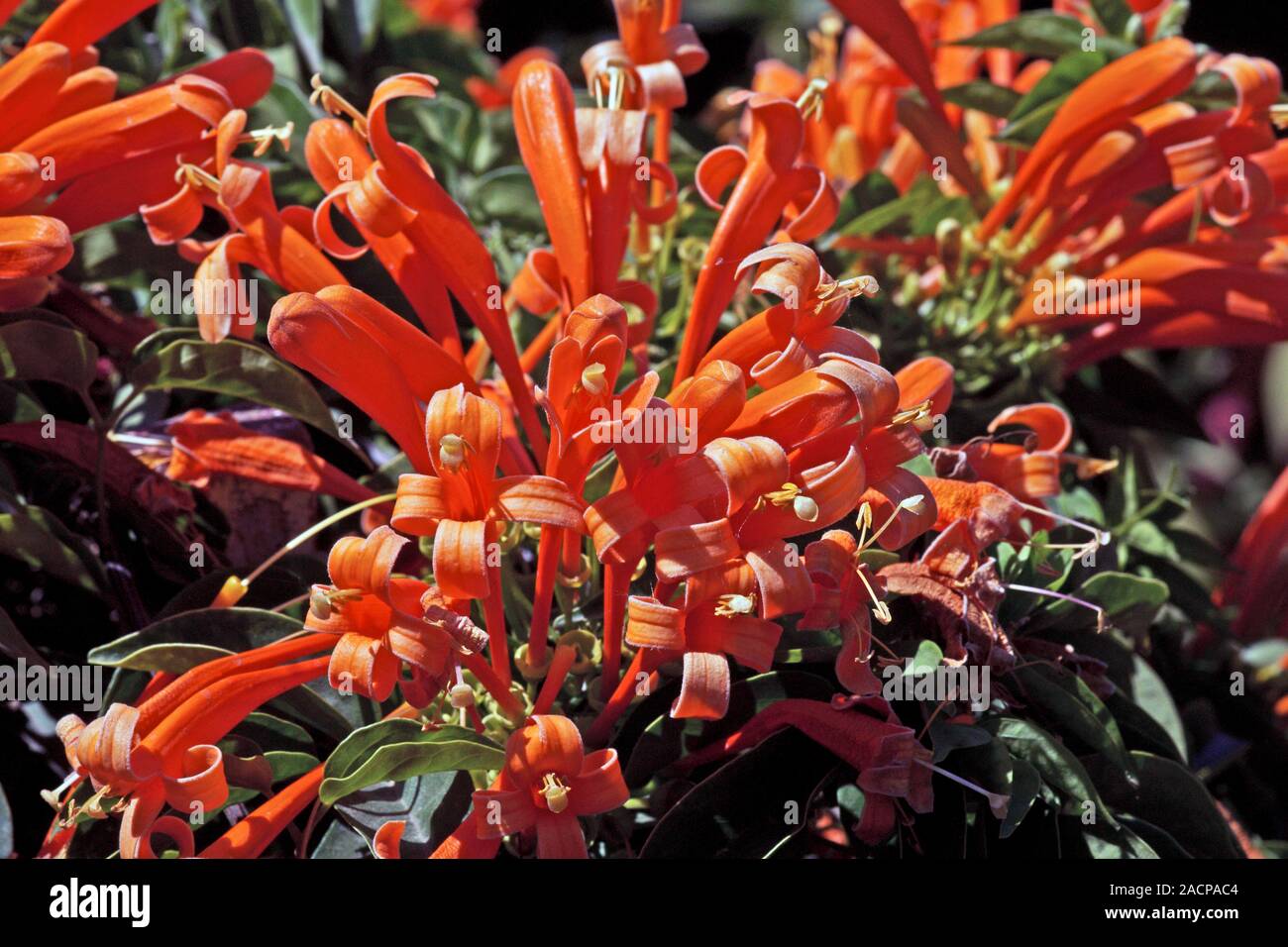 Cape honeysuckle capensis capensis). Photographed in Ethiopia Stock Photo Alamy