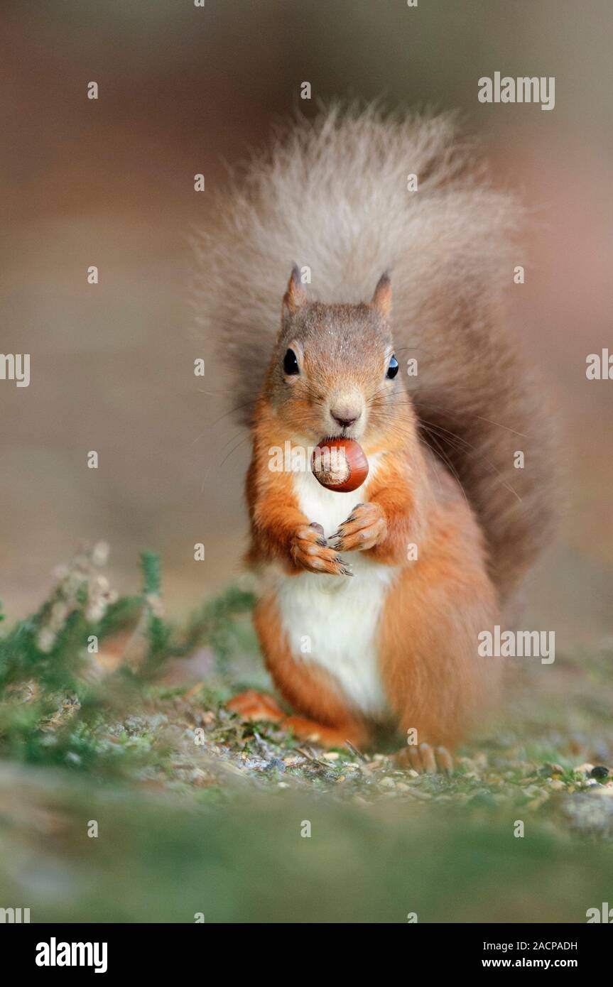 Red squirrel eating a hazel nut. Red squirrels (Sciurus vulgaris) are