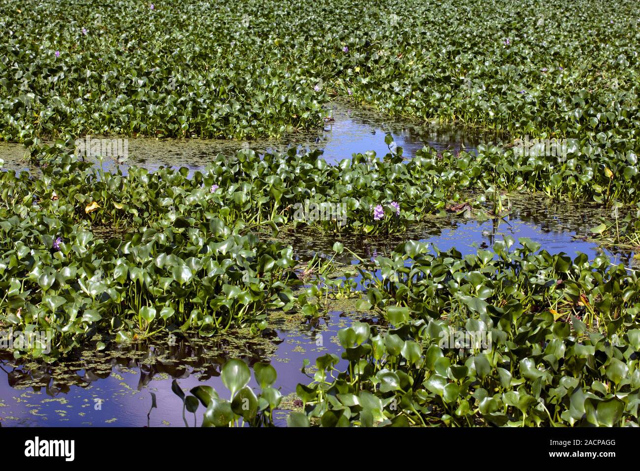 Water hyacinth wasterwater treatment research. Lagoon of water hyacinth
