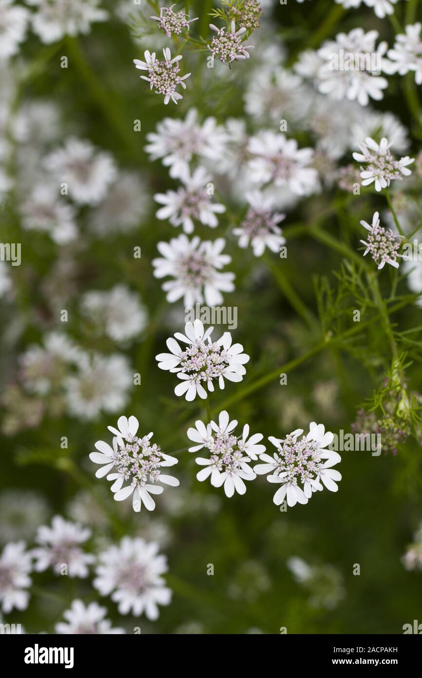 Hemlock Water Dropwort Stock Photo Alamy
