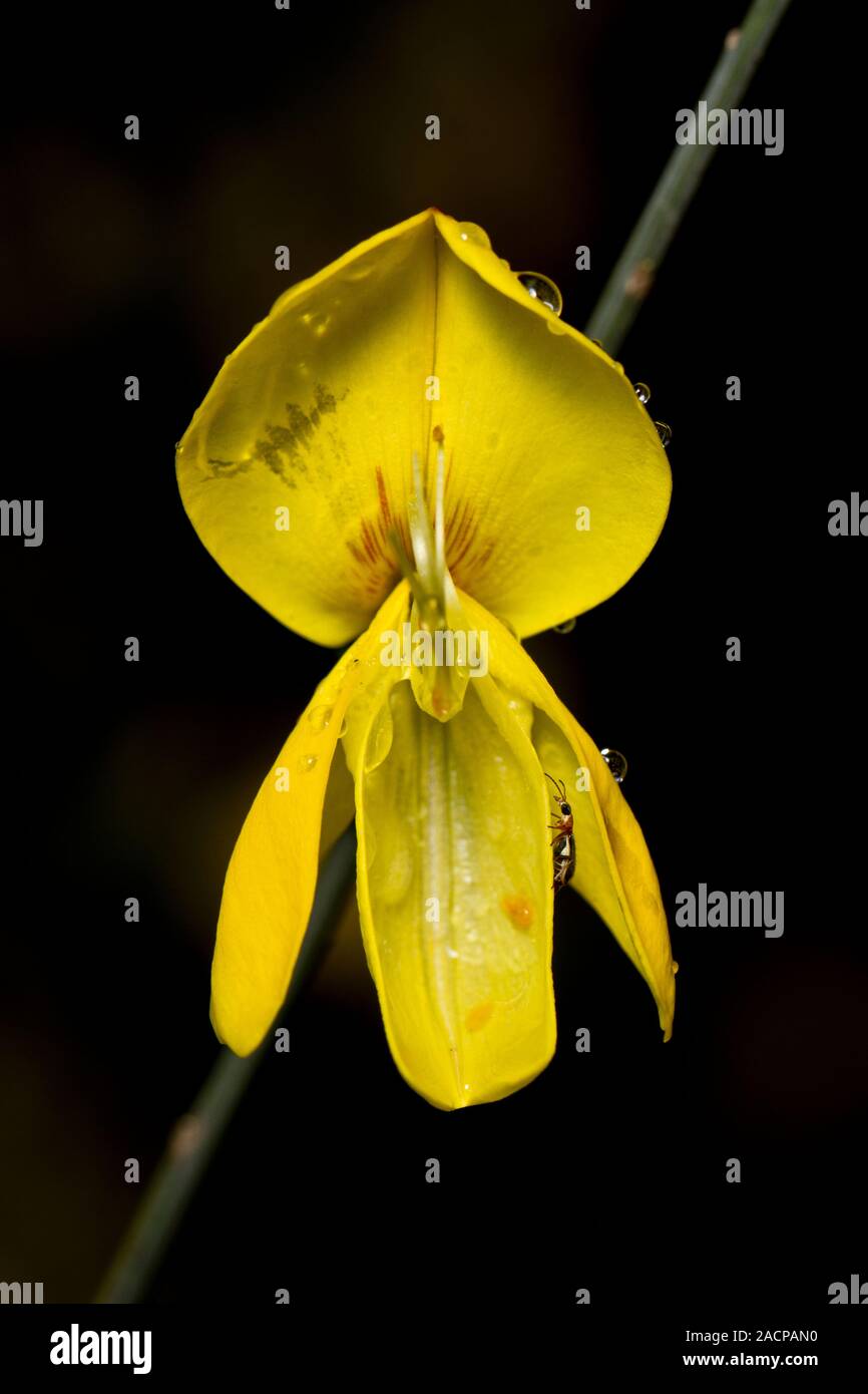 Weavers broom hires stock photography and images Alamy