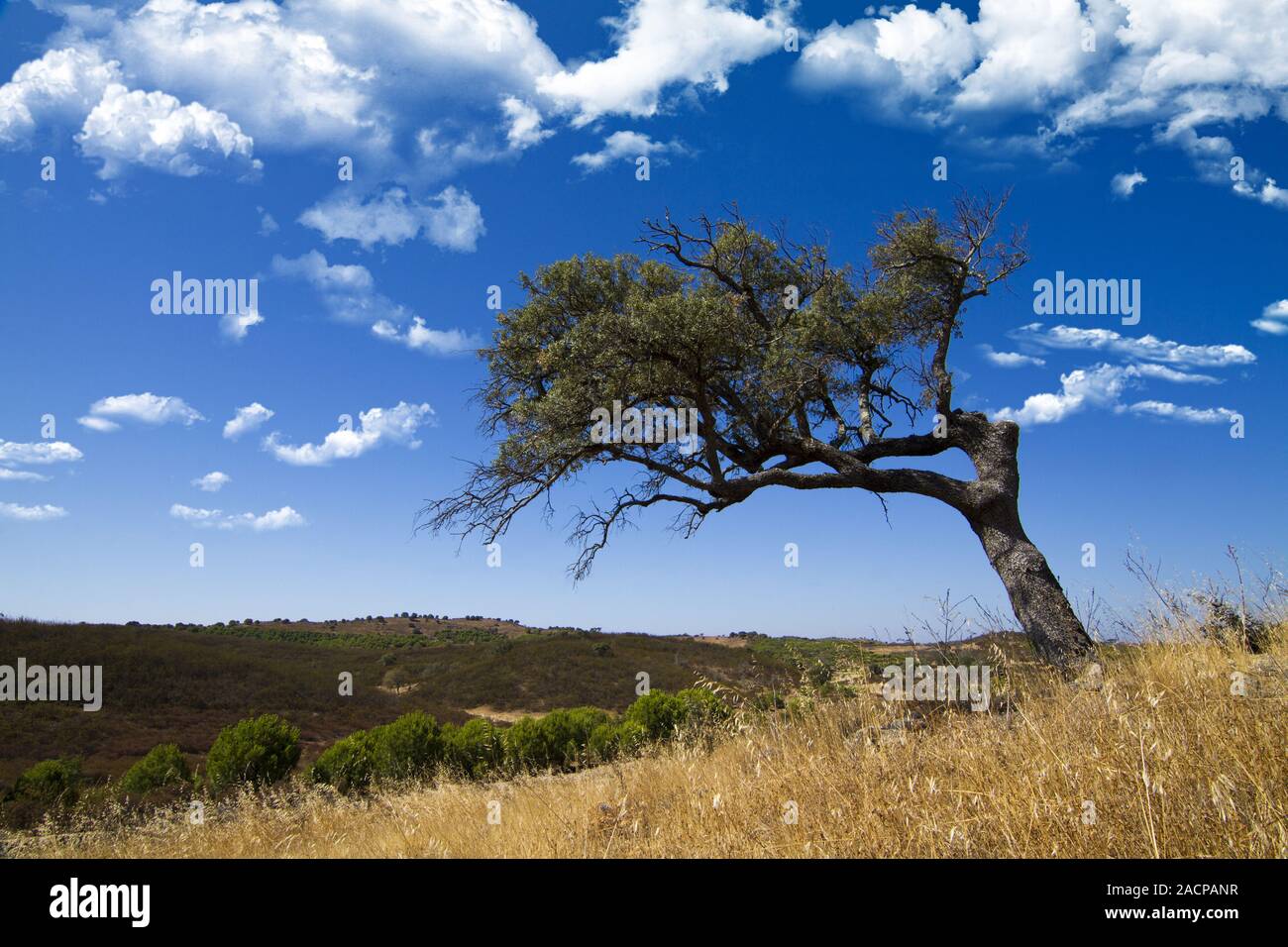 lonely tree on a hill Stock Photo - Alamy