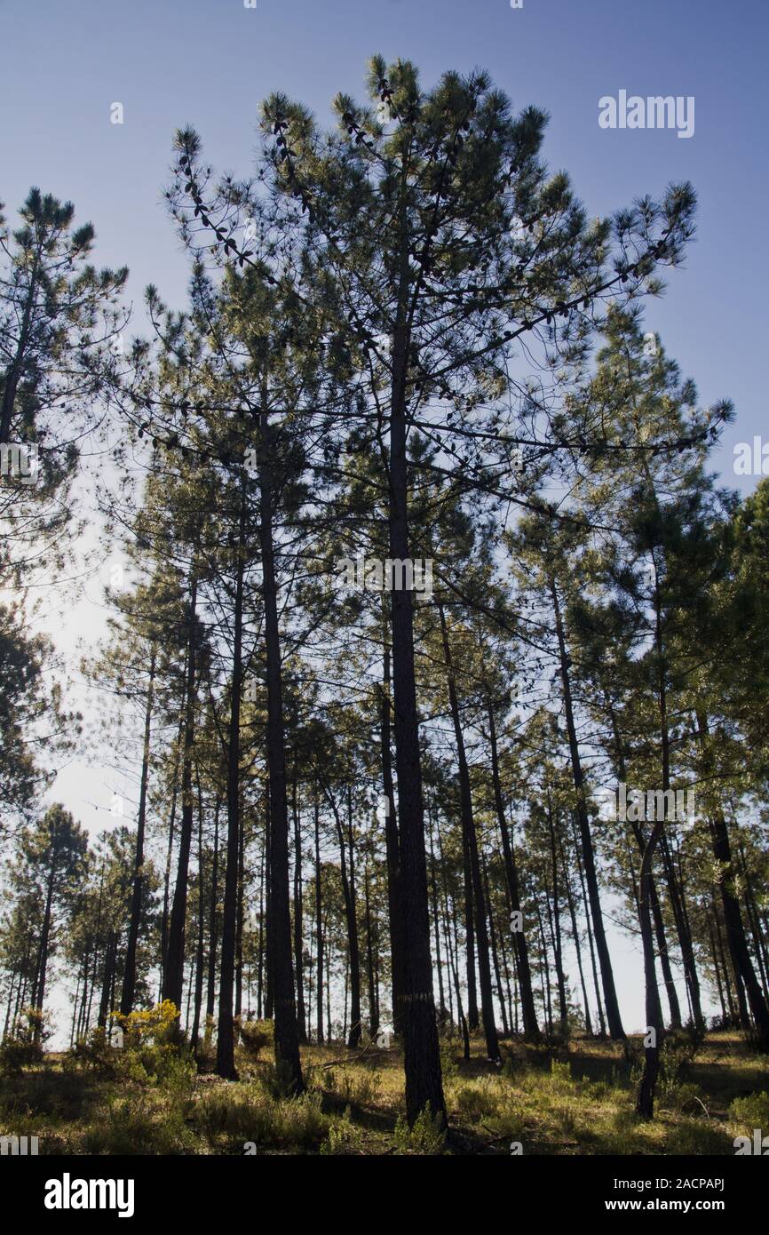 Pine wood high evergreen trees hi-res stock photography and images - Alamy