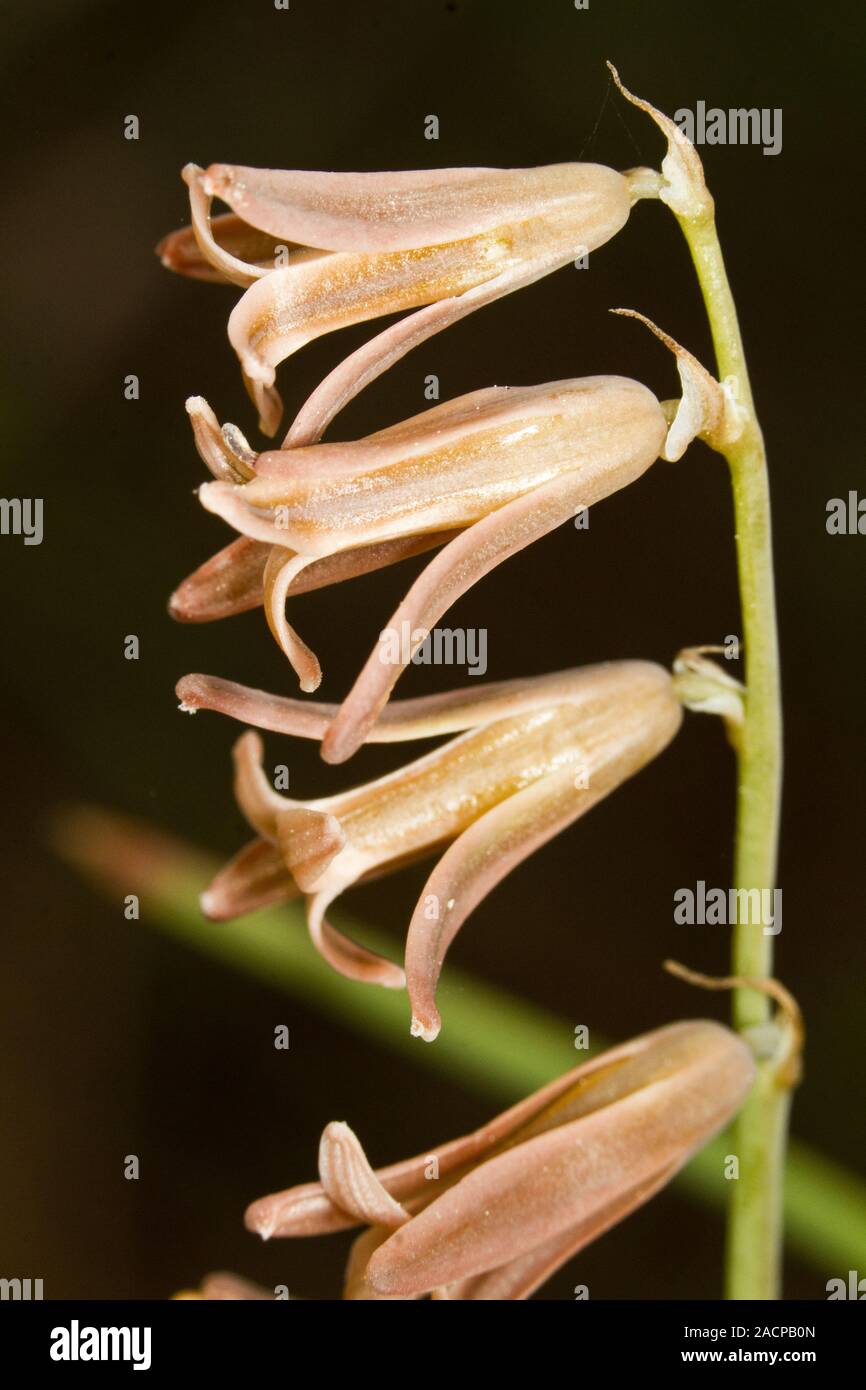 Dipcadi serotinum wildflower Stock Photo