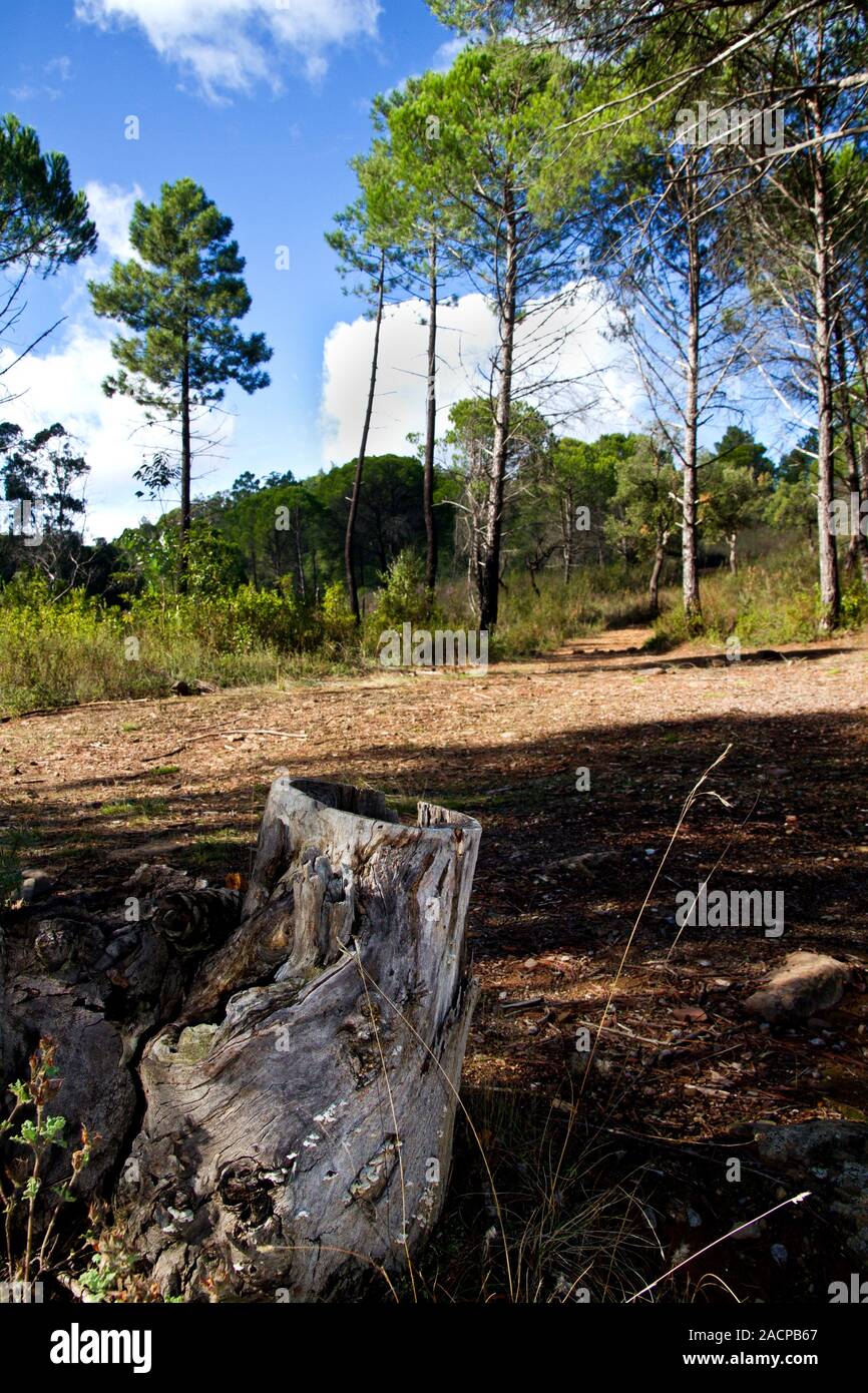 pine tree forest Stock Photo - Alamy
