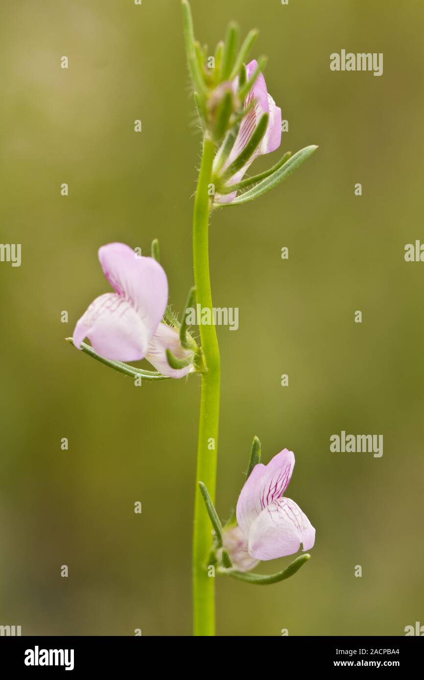 weasel's snout (Misopates orontium) flower Stock Photo