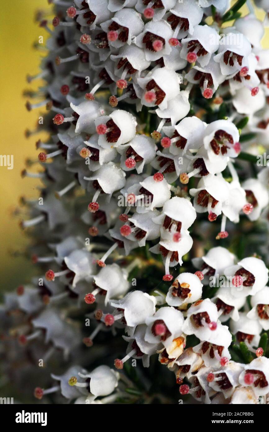 Erica flowers hi-res stock photography and images - Alamy