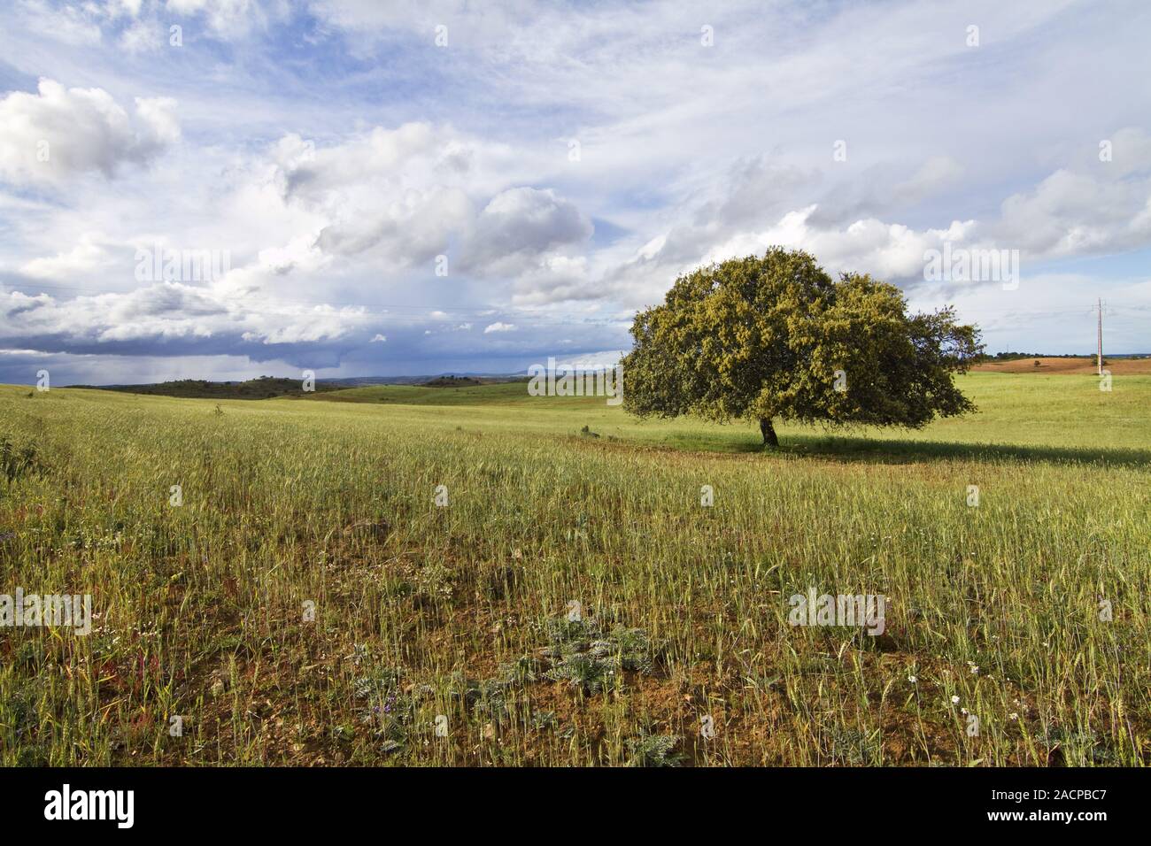 Lonely field hi-res stock photography and images - Alamy