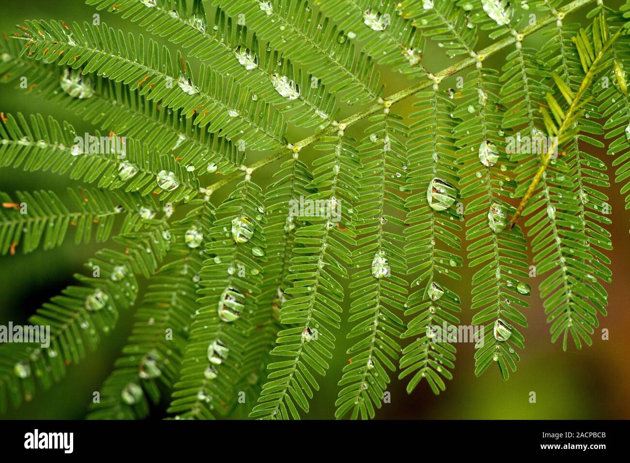 water drops on leaf Stock Photo