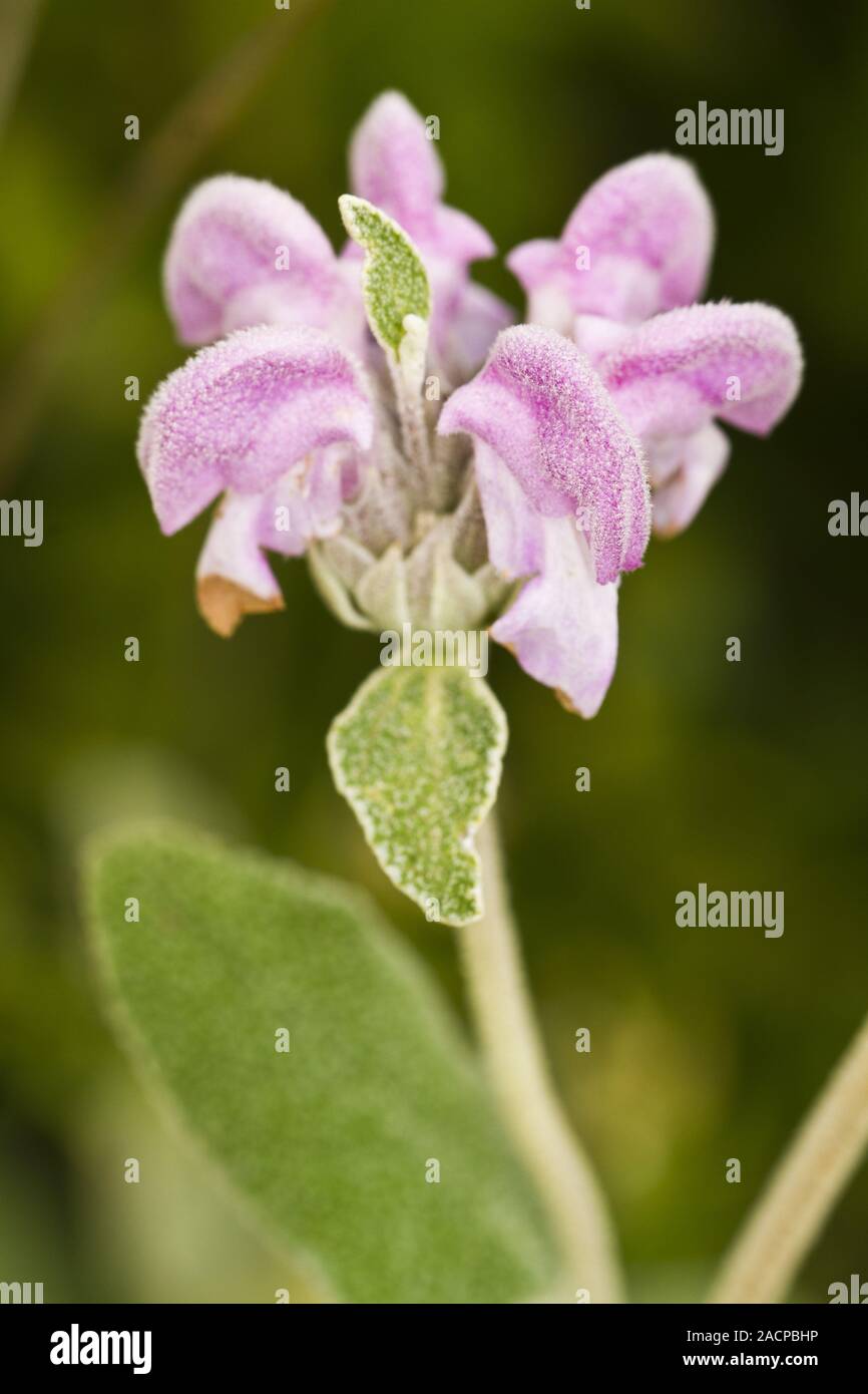 Purple Phlomis (Phlomis purpurea) Stock Photo