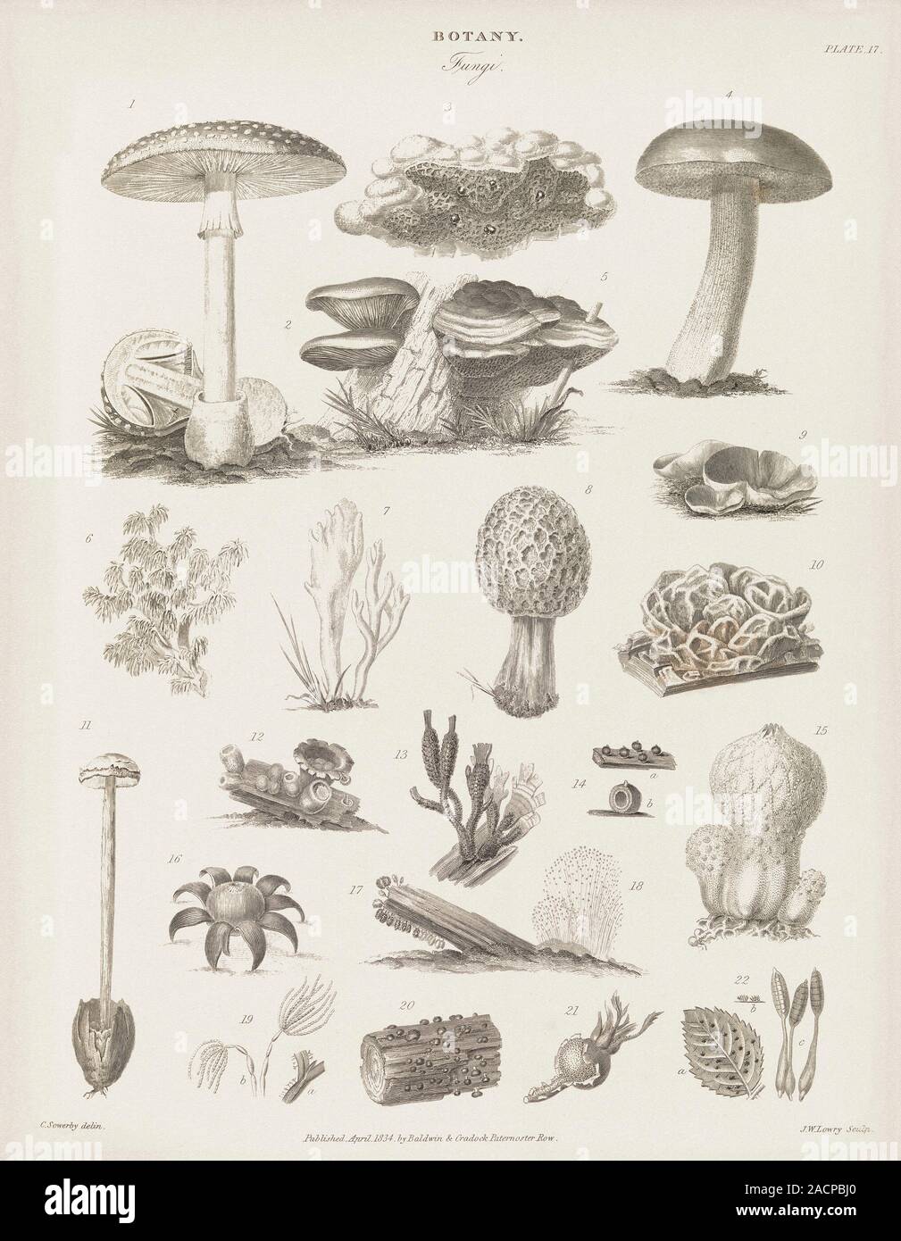 Fungal fruiting bodies, 19th-century artwork. The shape of fungal fruiting bodies can range from capped and gilled toadstools and mushrooms (top), to Stock Photo