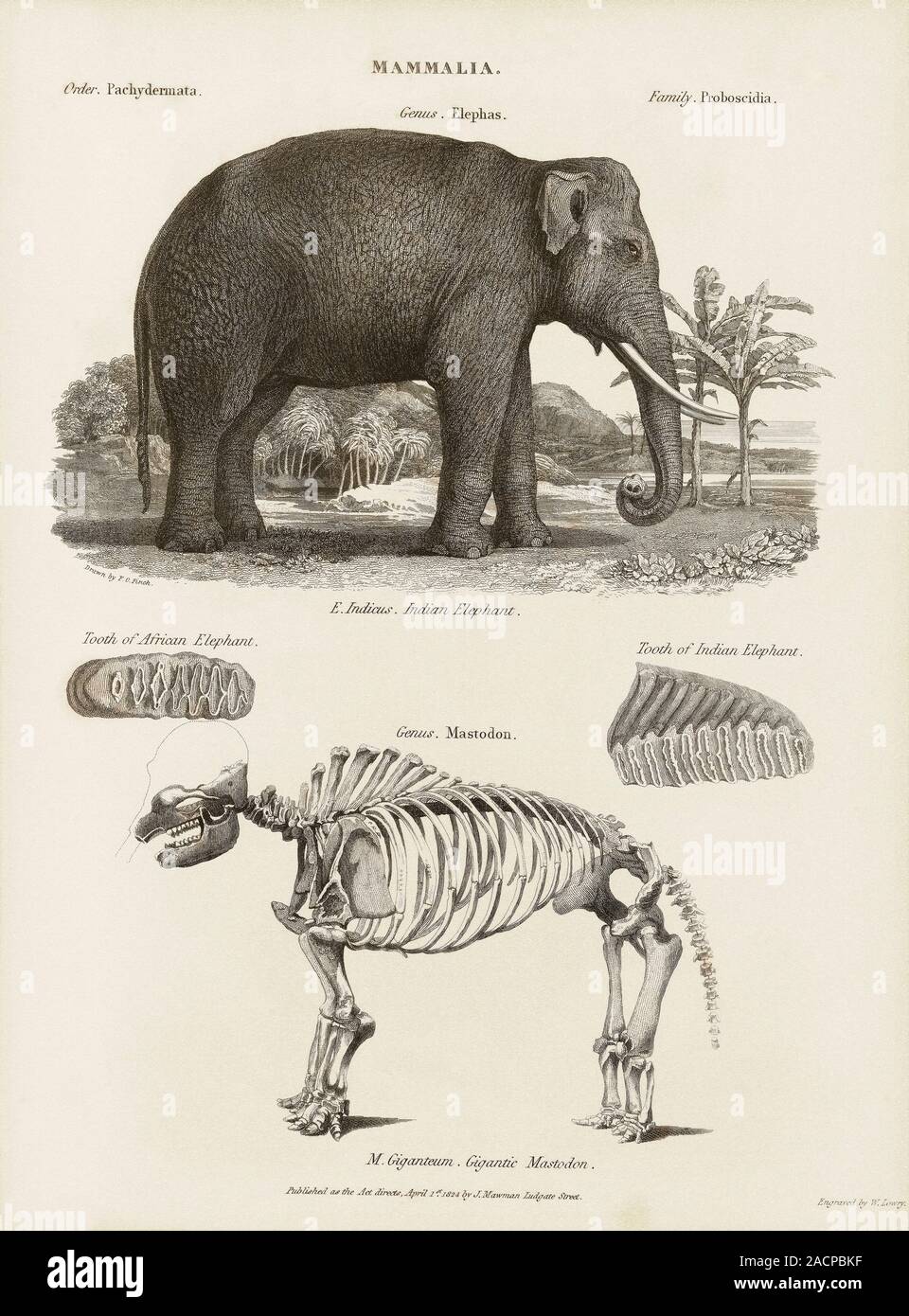 Elephant and mastodon. 19th-century artwork of an Asian or Indian ...