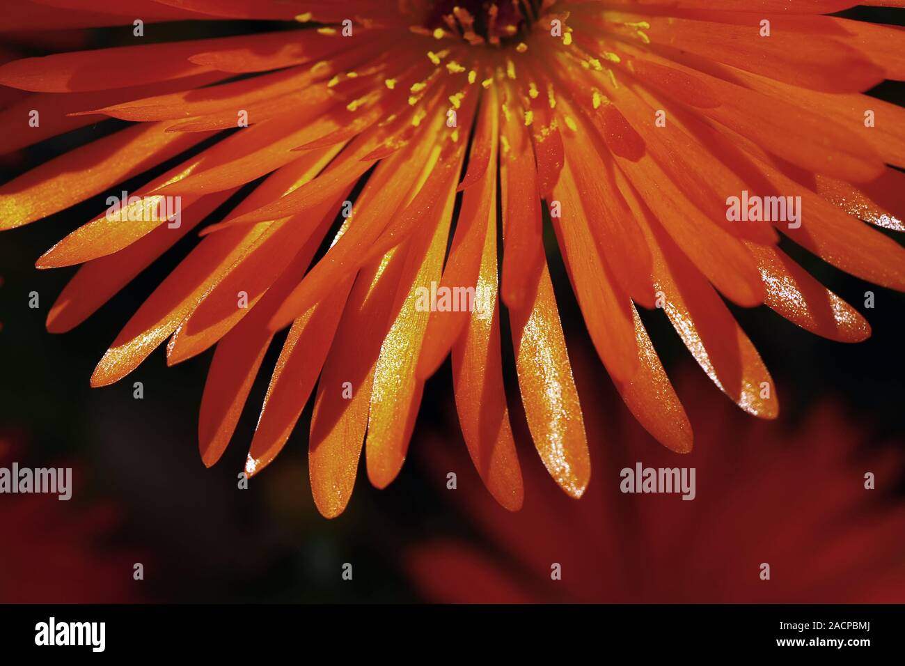Orange petals hi-res stock photography and images - Alamy