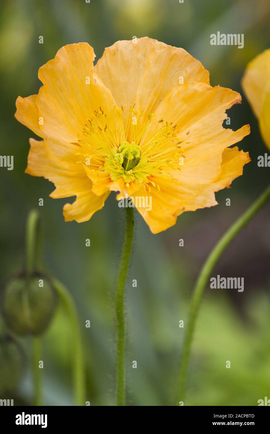 big orange poppy flower Stock Photo
