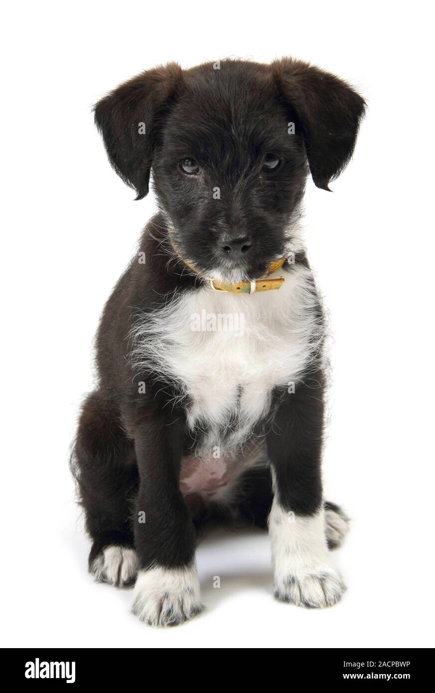 Jackapoo puppy. This breed of domestic dog (Canis lupus familiaris