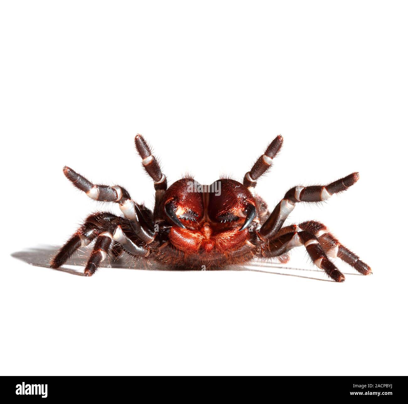 Sydney funnelweb spider (Atrax robustus). This species of Australian funnelweb spider is