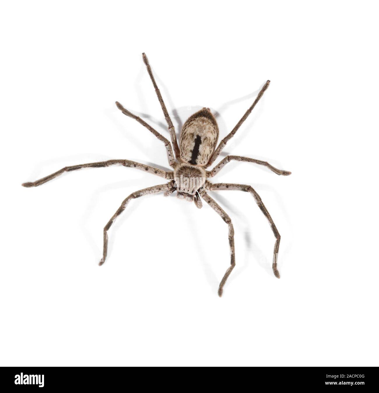 Huntsman spider (family Sparassidae Stock Photo - Alamy