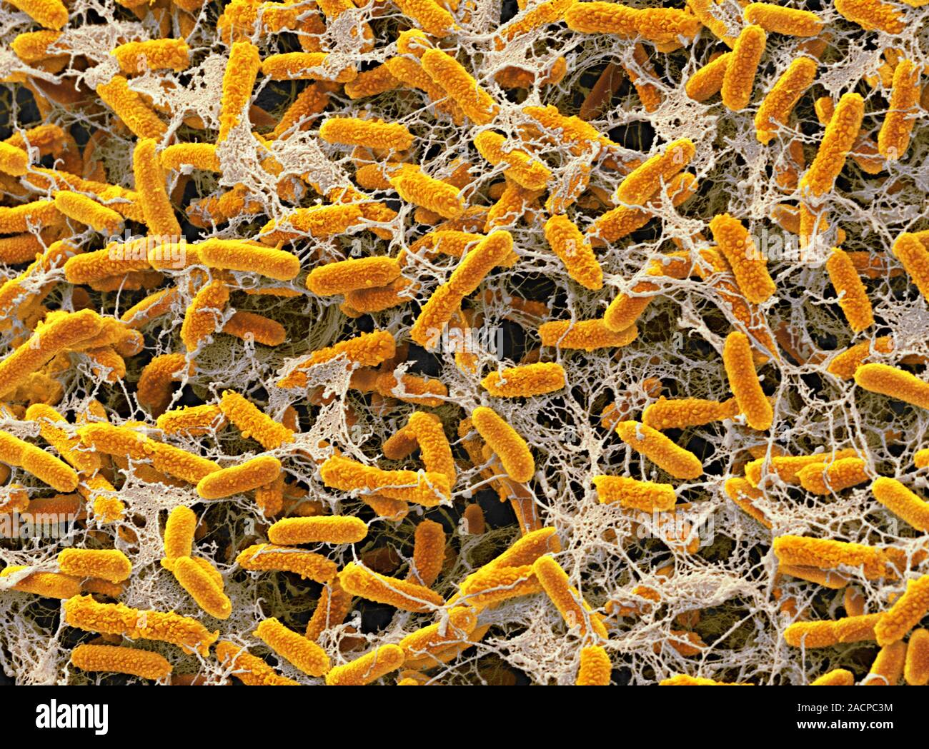 Bacilli Picture Pond bacteria. Coloured scanning electron micrograph (SEM) of rod ...