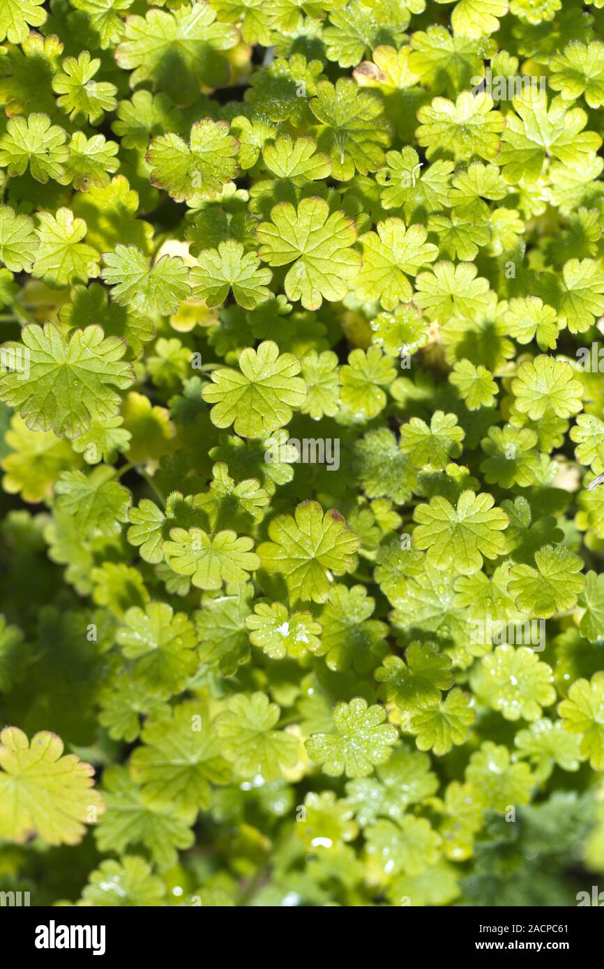 forest ground plants Stock Photo