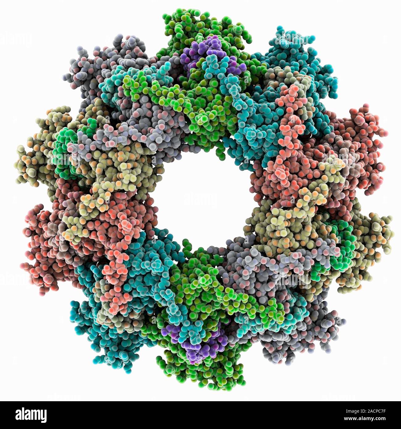 VSIV virus protein complex, molecular model. This decameric (10-part) circular structure is a complex of nucleoproteins (nucleocapsid protein) and pho Stock Photo