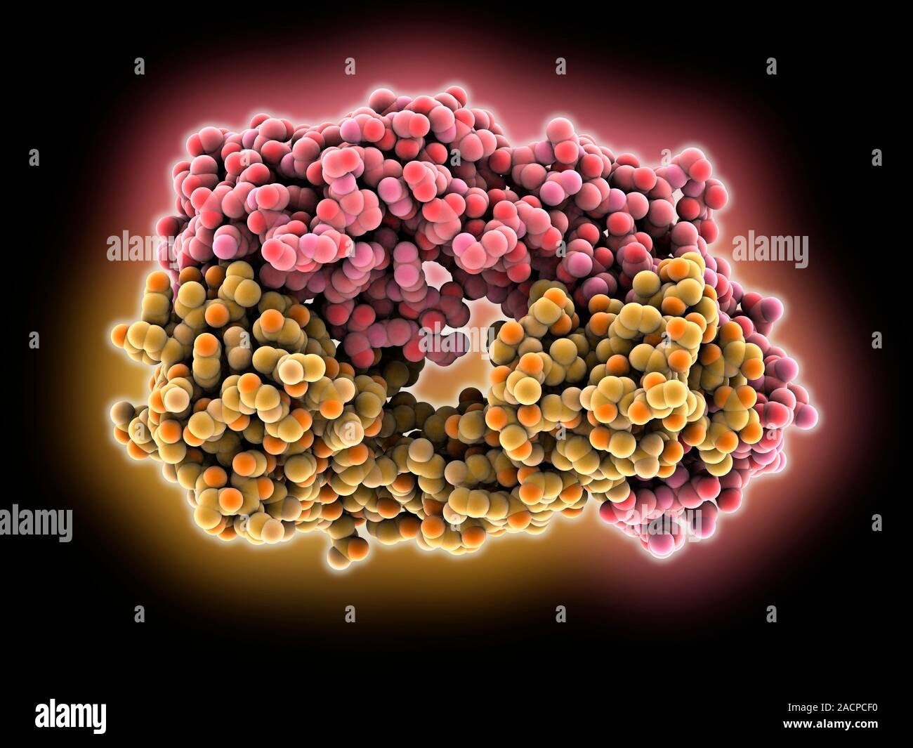 Monoclonal antibody fragment. Molecular model of the antigenbinding