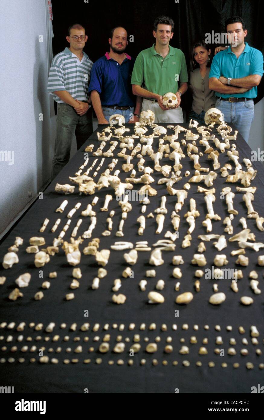 Sima de los Huesos fossils. Researchers with a display of fossil bones