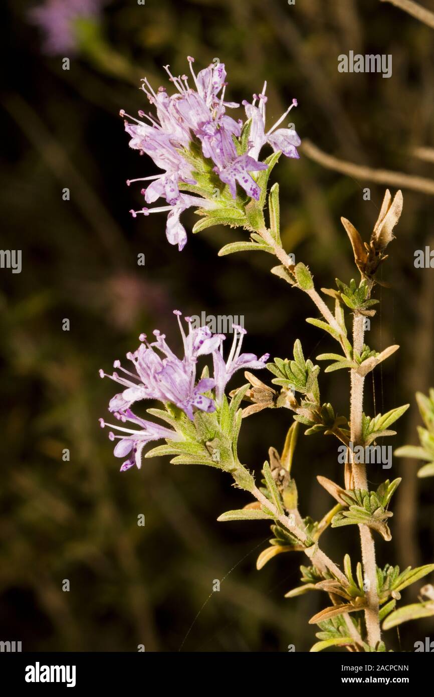 Spanish Oregano (Thymbra capitata Stock Photo Alamy