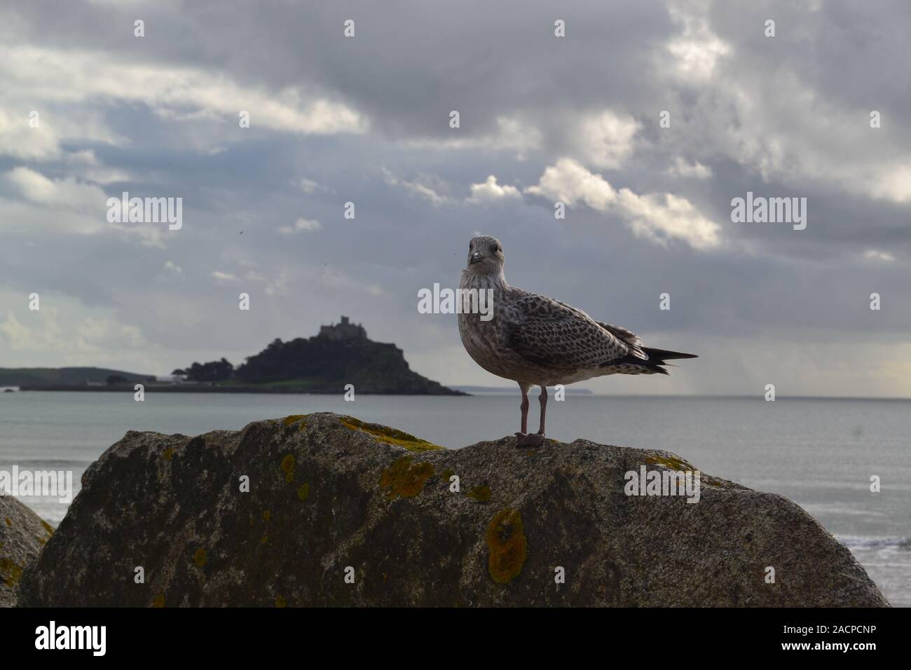 st michaels mount with dogs and seagulls Stock Photo Alamy